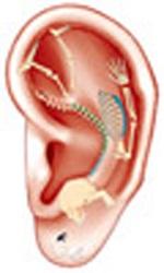 Réflexologie auriculaire - Auriculothérapie