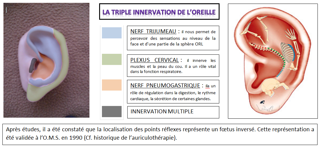 triple-innervation-oreille-1.jpg